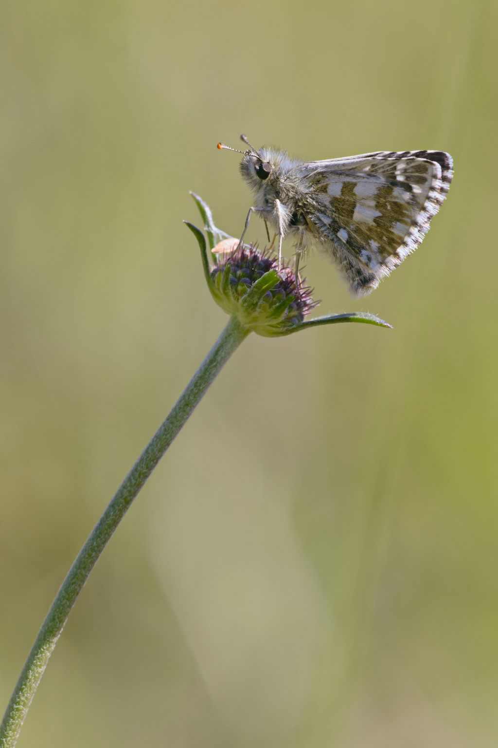 Pyrgus malvae-malovides ? No, Pyrgus armoricanus